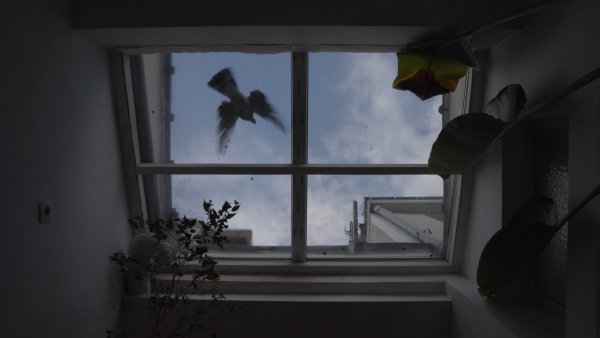 Jeune cinéma belge / Jonge belgische cinema #20